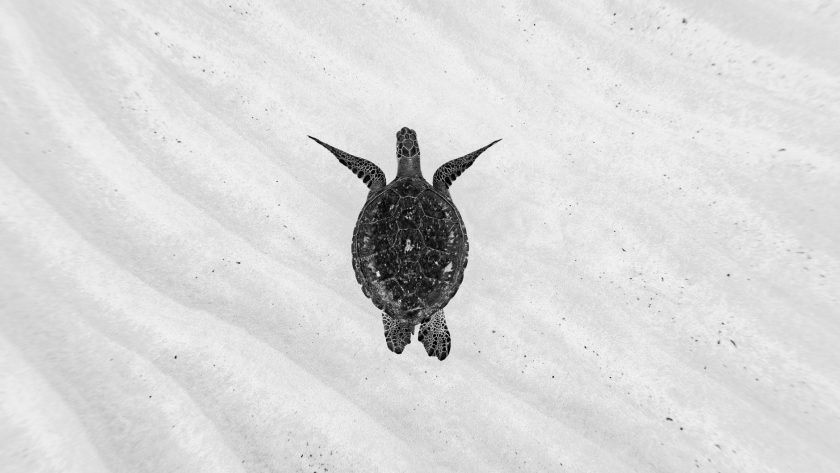 black and brown turtle on white sand
